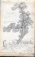 1901-1956. Carnets de croquis : arbres, n.d.